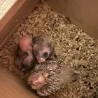 بغبغاء كروان