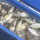 سمك صافي. للبيع. صيد اليوم. فرش