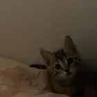 قط صغير للبيع السعر قابل للتفاوض شامل اغراضه