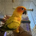 ببغاء صنكنيور للبيع