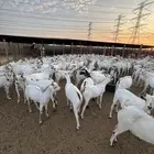 تيوس مربى شبية البيشي