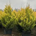 سرو عطري كبير شتلات