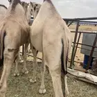 قعدان مفاريد كفو