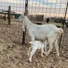 عنز رباع والد تحتها جفرة