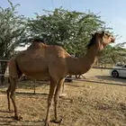 بكره ساحليه حمراء لقحه