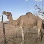 ناقه لقحه أولاد جهر سته