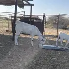 القوز ثلاثاء يبه