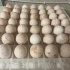 للبيع بيض رومي مخصب الرومي كله بيض بيور