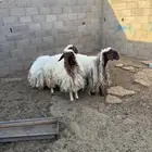 للبيع نعاج نعيم مضاريع