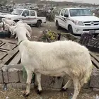 طلي حر ي فحل صنف فاخر ومشروط العمر جذع