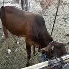 بقر