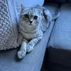 سكوتش فولد ذكر للبيع