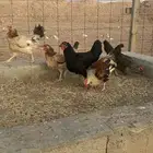 دجاج وارانب للبيع