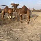 قعود جذع حمر ادهم