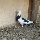 حمام كنق ولاحم وزاجل للبيع