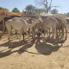 قعدان صوماليه جديده ممتازه للجمله