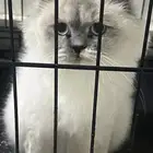 قطة هيمالايا طالبه تزاوج للبيع