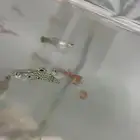 سمك قوبي حجم وسط