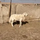 فحل حري وجذعة توها تثني حايل