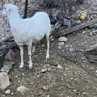 غنم للبيع