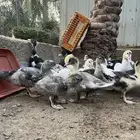 بط مصري