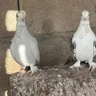 حمام حب الرمان بياض الصحه شرط حمام زينه