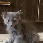 قططط اثنى لتبني