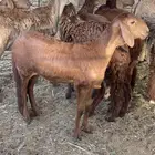 للبيع رخال سواكنيات وضان رفيديات مواليد