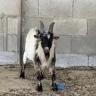 تيوس (فحول) ماعز قزم