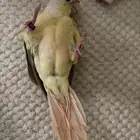 مون شيك اليف هدد