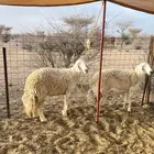 حريات صنف دفيع