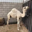 تم البيع تم البيع