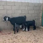 عنز تحتها 3