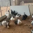 رقاص هولندي