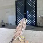 شبوط على السوم توه مطروح قبل 3 ايام ياكل على الدس معه اغرضه