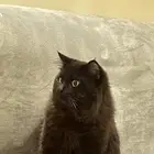 قط بريتيش