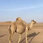 للبيع ناقه حره