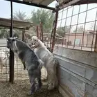 تيوس جذعان جبره طيبات المزاحمية غرب الرياض