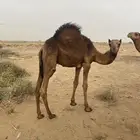 قعود
