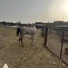 حصان واهو للبيع