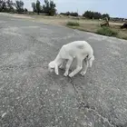داغور خروف حر ي