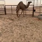 سلام عليكم ورحمة الله وبركاته