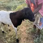 خروف فحل مد وجرم وشرط من أبوه سواكن للبيع ع السوم