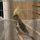 بيع طيور