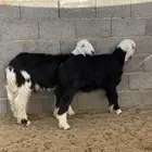 خرفان نجدي