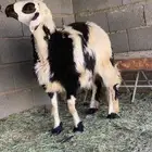 رخل للبيع