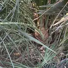 صنيه روثانه وذكران