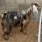 عنز ثنيه (تم البيع)