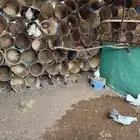 حمام رقاصي شرط الصحه والانتاج وكله متوالف