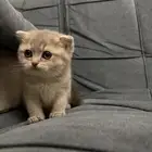 قطه سكوتش فولد بيور للبيع
